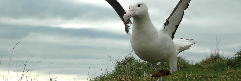 Albatross - Waikouaiti