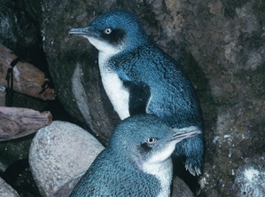 Yellow Eyed Penguin Colony Katiki Beach - Waikouaiti